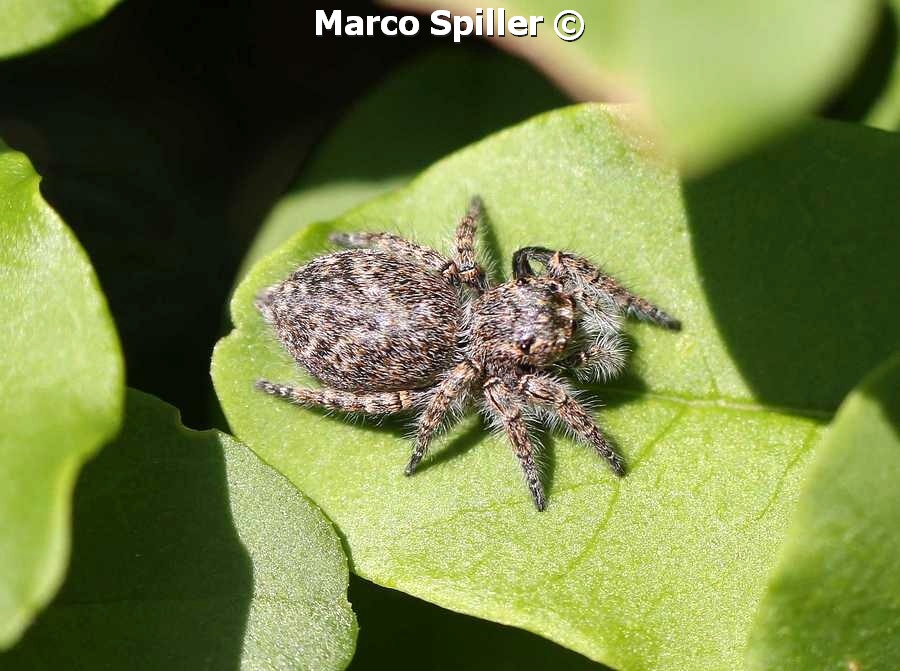 Philaeus chrysops - Vicenza (VI)